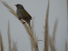 Embernagra platensis