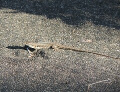 Podarcis siculus campestris