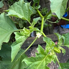 Datura ferox