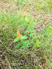 Castilleja nelsonii
