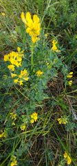 Medicago falcata