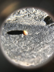 Neuroterus anthracinus