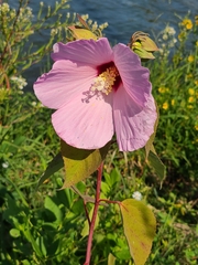 Hibiscus moscheutos