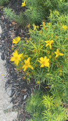 Coreopsis verticillata