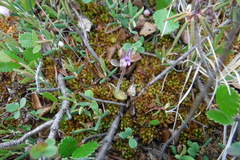 Pinguicula villosa