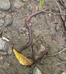 Lumbricus terrestris