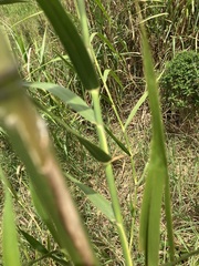 Phragmites