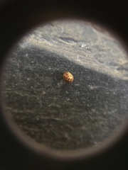 Neuroterus anthracinus