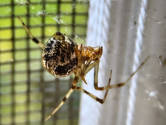 Parasteatoda tepidariorum