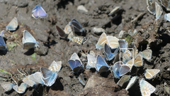 Plebejus idas