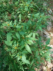 Bidens tripartita