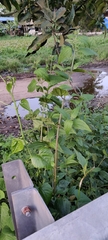 Chromolaena odorata