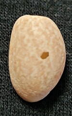 Bulla occidentalis