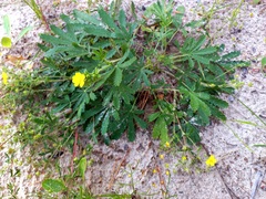 Potentilla thuringiaca