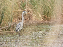 Ardea cocoi