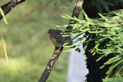 Turdus abyssinicus