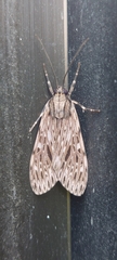 Larentiinae