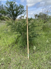 Vachellia farnesiana