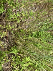 Erigeron