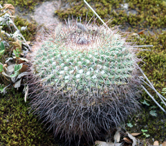 Mammillaria wagneriana