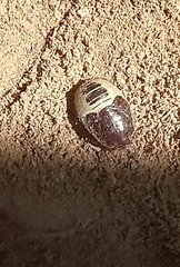 Pangaeus