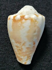 Conus regius