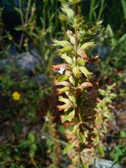 Dracocephalum thymiflorum