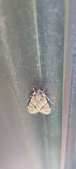 Larentiinae