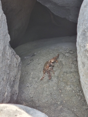 Grapsus adscensionis