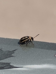 Phyllotreta striolata