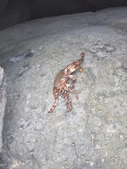 Grapsus adscensionis