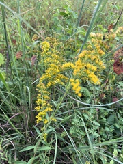 Solidago nemoralis