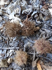 Andricus caputmedusae