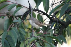 Prinia