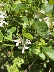 Clematis terniflora