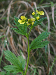Geum macrophyllum