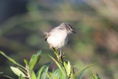 Prinia subflava