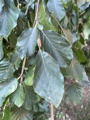 Alnus serrulata
