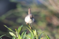 Prinia subflava