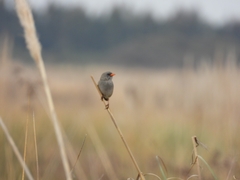 Embernagra platensis
