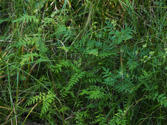 Polemonium apachianum