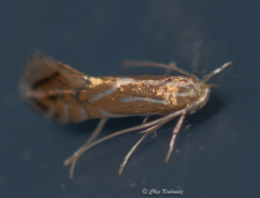 Phyllonorycter basistrigella