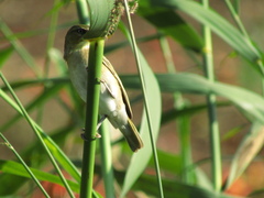 Ploceus melanocephalus