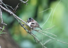 Spermestes cucullata