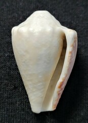 Conus regius
