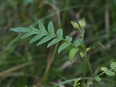 Polemonium apachianum