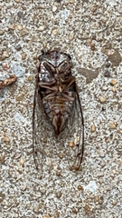 Cicadidae