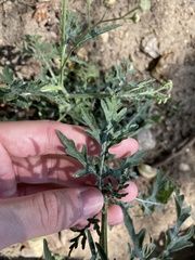 Parthenium hysterophorus