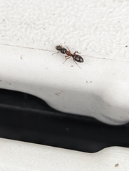Camponotus