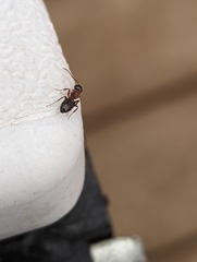 Camponotus